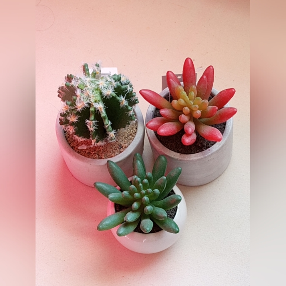 Cuuuuute Succulent Planter Set - Green and Red - Picture 8 of 8